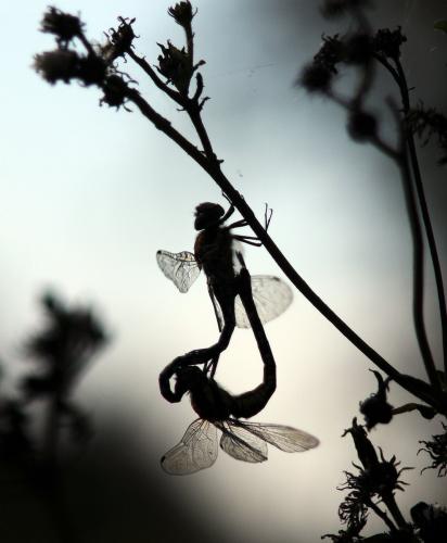 Aeshna mixta